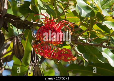 Sydney Australia, red flowers of a stenocarpus sinuatus or firewheel tree  native to Queensland and New Guinea Stock Photo