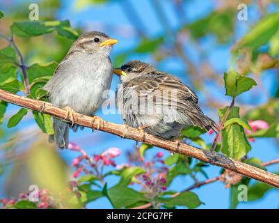 Closeup of a sparrow sitting on the twig of a bush Stock Photo