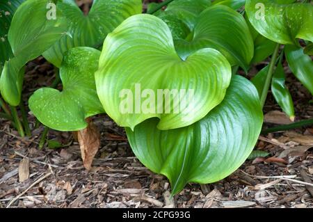 Sydney Australia, circular leaves of a proiphys amboinensis or cardwell lily in garden Stock Photo