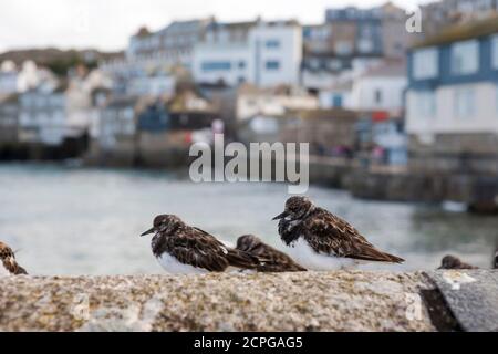 Turnstones (arenaria interpres) rest on a sea-wall by the harbour in St. Ives, Cornwall, UK Stock Photo