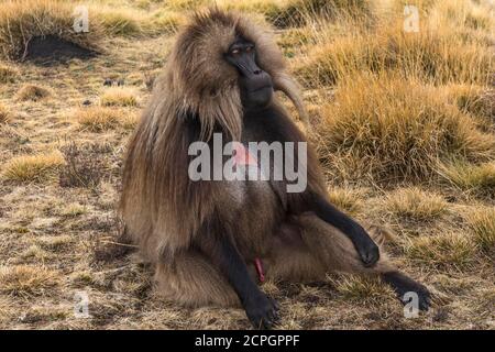 Gelada baboon (Theropithecus gelada)male, sitting, Simien Mountains National Park, Ethiopia, Africa Stock Photo
