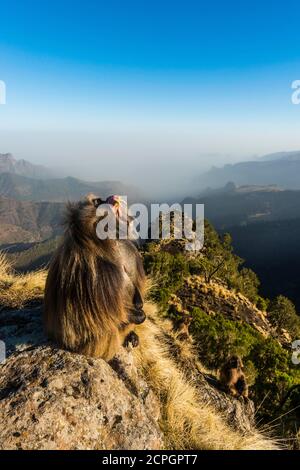 Gelada baboon (Theropithecus gelada)male, sitting on a cliff and yawning, showing teeth, Simien Mountains National Park, Ethiopia, Africa Stock Photo