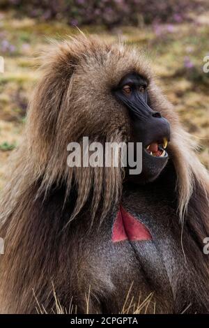 Gelada baboon (Theropithecus gelada), male, portrait, Simien Mountains National Park, Ethiopia, Africa Stock Photo