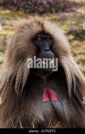 Gelada baboon (Theropithecus gelada), male, portrait, Simien Mountains National Park, Ethiopia, Africa Stock Photo