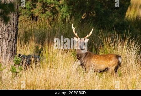 Sika deer stag, RSPB Arne Stock Photo