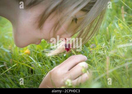 10 year old girl sniffs the scent of wild orchid Black Vanilla Orchid (Nigritella nigra) in a meadow in the Dolomites Stock Photo