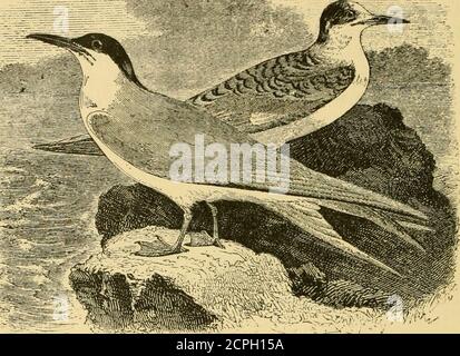 . The birds of Ontario; being a concise account of every species of bird known to have been found in Ontario, with a description of their nests and eggs, and instructions for collecting birds and preparing and preserving skins, also directions how to form a collection of eggs . tr web; their outer webs are white. Hab.—North America generally, breeding from Manitoba southward, in theUnited States to Virginia. Illinois, Texas and California; in winter, southwardto Brazil. Eggs, two or three, from greenish-white to drab, blotched and spotted withbrown and lilac of different shades. This is anothe Stock Photo