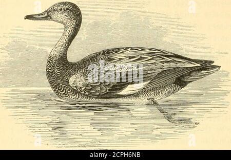 . A history of British birds . VOL. IV. 3 B 370 ANSERES. ANATID^. ANATID.E.. Anas strepera, Linnaeus.* THE GAD WALL. Anas strepera. The Gadwall, or Grey Duck, is, on the whole, a rarevisitor to the British Islands ; although, owing to theresemblance of the female and young to those of theMallard, it has, perhaps, been considered even more un-common than it really is. Still, the tabulated records of thefamous Ashby Decoy, in Lincolnshire, which show the com-parative numbers of six species of wild-fowl taken therebetween September 1833 and April 1868, conclusively provethat between those dates t Stock Photo