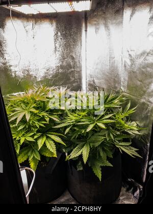 Medical Cannabis plants in flowering stage in a Grow tent under LED growlights. Stock Photo