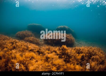 Underwater view with red seaweed at rocks in transparent blue sea Stock Photo