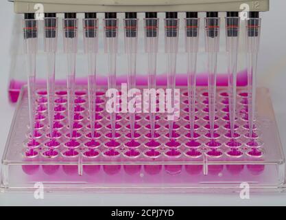 Scientist holding a 96 well plate with samples for biological analysis / Researcher pipetting samples of liquids in microplate for biomedical research Stock Photo