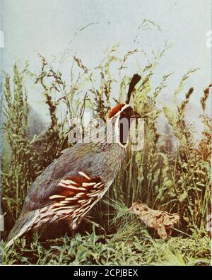 The Arizona Beauty species, found in national parks and wildlife ...