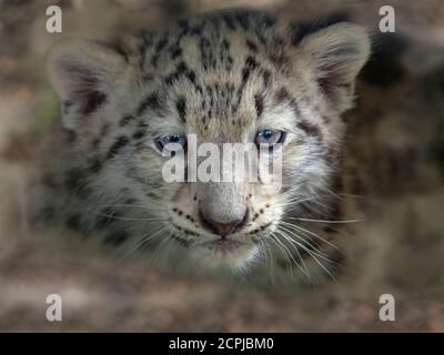 Snow leopard or ounce Panthera uncia  single cub at nine weeks old Stock Photo