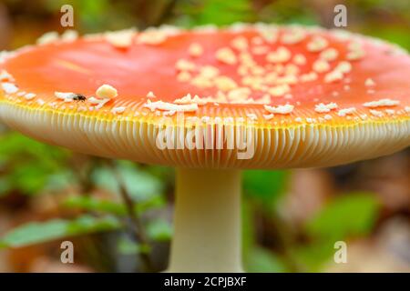 Toadstool (Amanita muscaria), red toadstool, poisonous mushroom species. Stock Photo