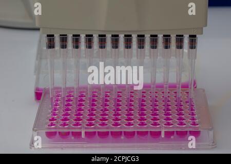 Scientist holding a 96 well plate with samples for biological analysis / Researcher pipetting samples of liquids in microplate for biomedical research Stock Photo