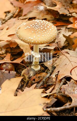 Panther Mushroom (Amanita pantherina) a type of mushroom from the Amanitaceae family. Stock Photo