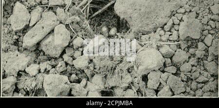 . British birds' nests; how, where, and when to find and identify them . SKYLARKS NEST ON THE CROWN OF A FURROA^. Stock Photo