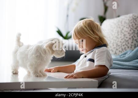 Cute little blond child, toddler boy, playing with white puppy maltese dog at home Stock Photo