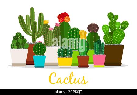 Cactus, succulents in pots vector illustration. Succulent cactus in pot, floral houseplant Stock Vector