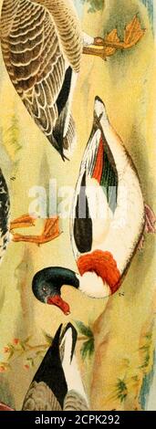 . Atlante ornitologico : uccelli europei : con notizie d'indole generale e particolare . Stock Photo