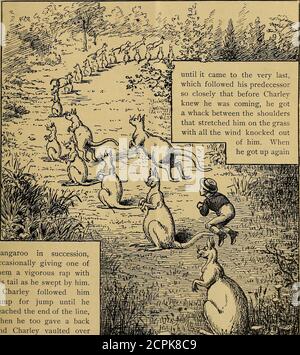 . The Audubon magazine . up steam and increasedhis jumps from ten feet to fifteen; Charleyrevelled in the new mode of progressionand was not to be beaten. A river barredthe way, and the Kangaroo in the excite-ment of the race went for a broad place,and landed so close to the edge of the bankthat the earth crumbled beneath him; butCharley landed well up the bank, and seiz-ing the Kangaroos arm as he did so, savedhim from falling back into the river. Thenext moment they emerged from the timberinto an open plain, and there before themwas a whole colony of Kangaroos playingleapfrog, a long line of Stock Photo