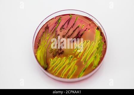 Metallic green sheen characteristic colonies of Escherichia coli on Eosin Methylene Blue Aar (EMB) in close up. Stock Photo