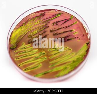 Metallic green sheen characteristic colonies of Escherichia coli on Eosin Methylene Blue Aar (EMB) in close up. Stock Photo