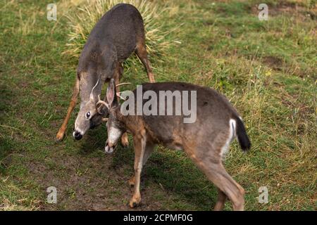 White-tailed deer bucks sparring locking antlers. Oregon, Ashland, Cascade Siskiyou National Monument, Fall Stock Photo