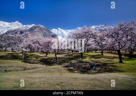 land scape photography od spring , cherry blossom and apricot blossom in huza ans gilgit baltistan , Pakistan Stock Photo