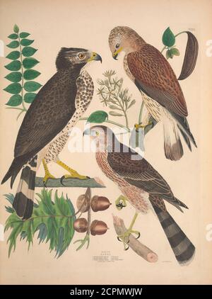 . Illustrations of the American ornithology of Alexander Wilson and Charles Lucian Bonaparte : with the addition of numerous recently discovered species and representations of the whole sylvae of North America. . Stock Photo
