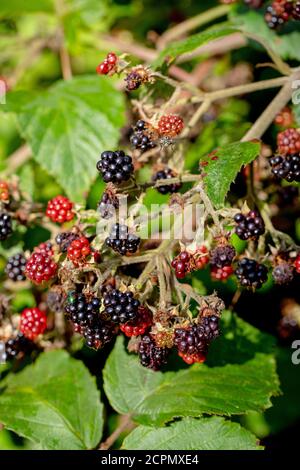 Blackberries (Rubus fruticosus). Individual segments, berries, in different stages of ripening. Rampant, spreading, clambering, green flowering plants Stock Photo