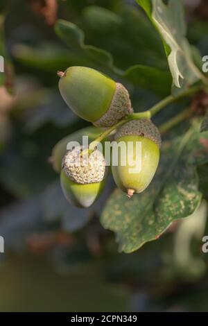 Leaves, foliage and Acorns. Fruits of the English Oak Tree (Quercus robur). Possible hybrid with Sessile Oak, Q. petraea. Looking up through branches. Stock Photo