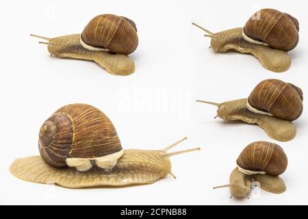 Set of various position of grape snails isolated on white background. Five beautiful grape snail. Stock Photo