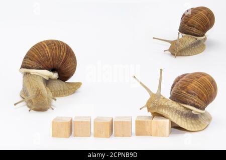 Set of various position of grape snails isolated on white background. Three beautiful grape snails. One snail move on wooden cubes Stock Photo