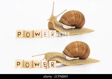 Set of various position of grape snails isolated on white background. Two beautiful grape snails move on wooden cubes. On cubes written word POWER Stock Photo