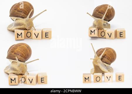 Set of various position of grape snails isolated on white background. Four beautiful grape snails move on wooden cubes. On cubes written word MOVE Stock Photo