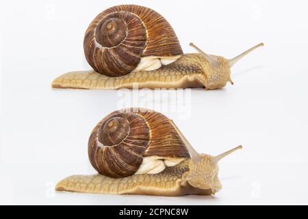 Set of various position of grape snails isolated on white background. Two beautiful grape snail. Stock Photo