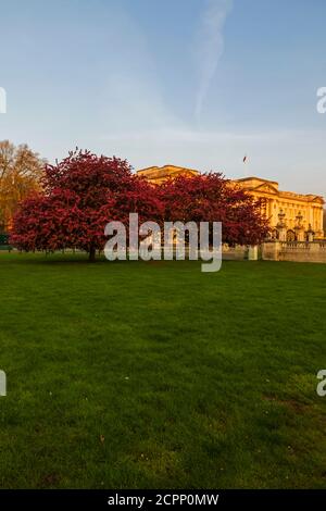 England, London, Westminster, Buckingham Palace with Spring Blossom Stock Photo