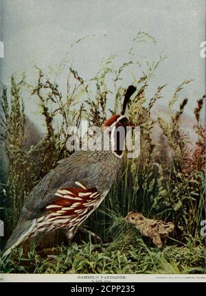 The Arizona Beauty species, found in national parks and wildlife ...