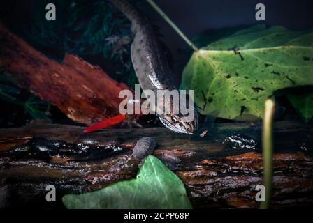 Smooth Newt also known as the Common Newt Thaxted Essex England UK September 2020Smooth Newt, The smooth newt, northern smooth newt or common newt (,L Stock Photo