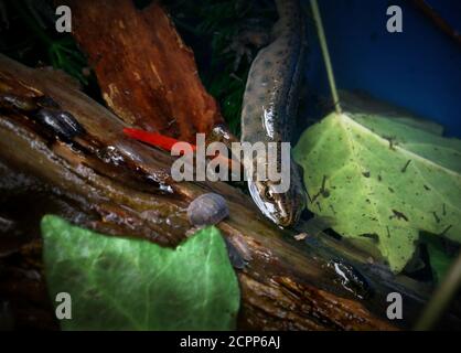 Smooth Newt also known as the Common Newt Thaxted Essex England UK September 2020Smooth Newt, The smooth newt, northern smooth newt or common newt (,L Stock Photo