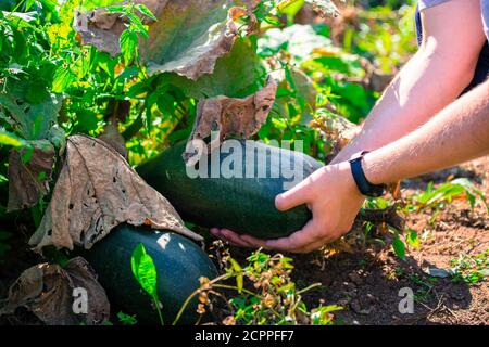 A man checks the quality of a pumpkin in a green field. Organically produced for fresh consumption and a healthy lifestyle. Stock Photo