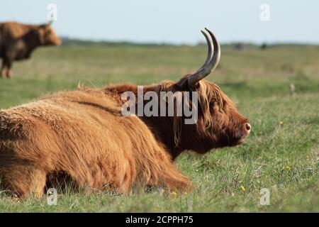 Highland cow laying in the field enjoying the sun. Stock Photo