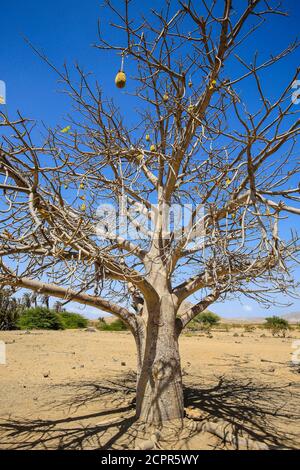 Fonte Vincente, Boa Vista, Cape Verde - African baobab tree, baobab in the Fonts Vincente oasis. Stock Photo