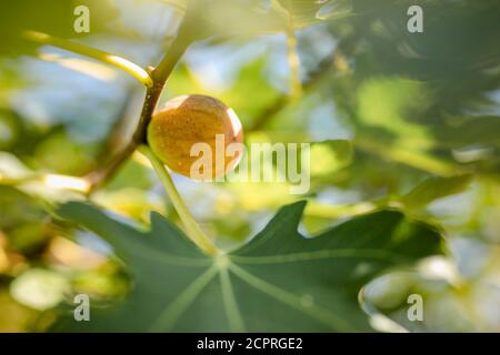 Dripping green ripe fig on the tree, close up, soft focus. Stock Photo