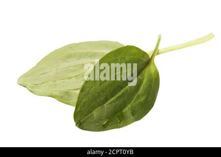 Two plantain leaves isolated on white background Stock Photo