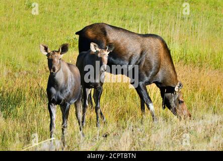 A mother moose "Alces alces", with two calves foraging in a  meadow in rural Alberta Canada. Stock Photo