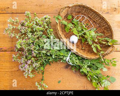 A Bunch Of Freshly Picked Wild Oregano On A Wooden Table Stock Photo 