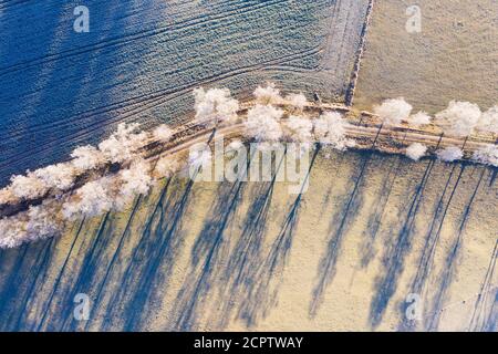 Dirt road through birch avenue with hoarfrost, Schwaigwall, near Geretsried, drone image, Upper Bavaria, Bavaria, Germany Stock Photo