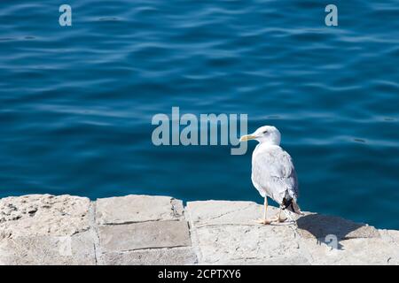 Sea gull standing on the pier on a sunny summer day. Stock Photo